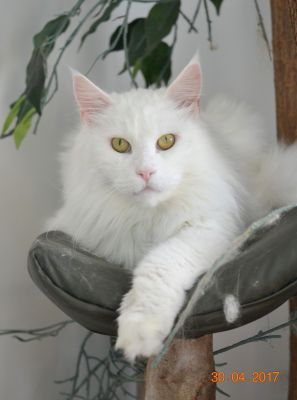 Zampino